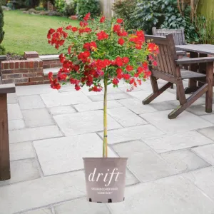 Red Drift® Rose – Tree Form