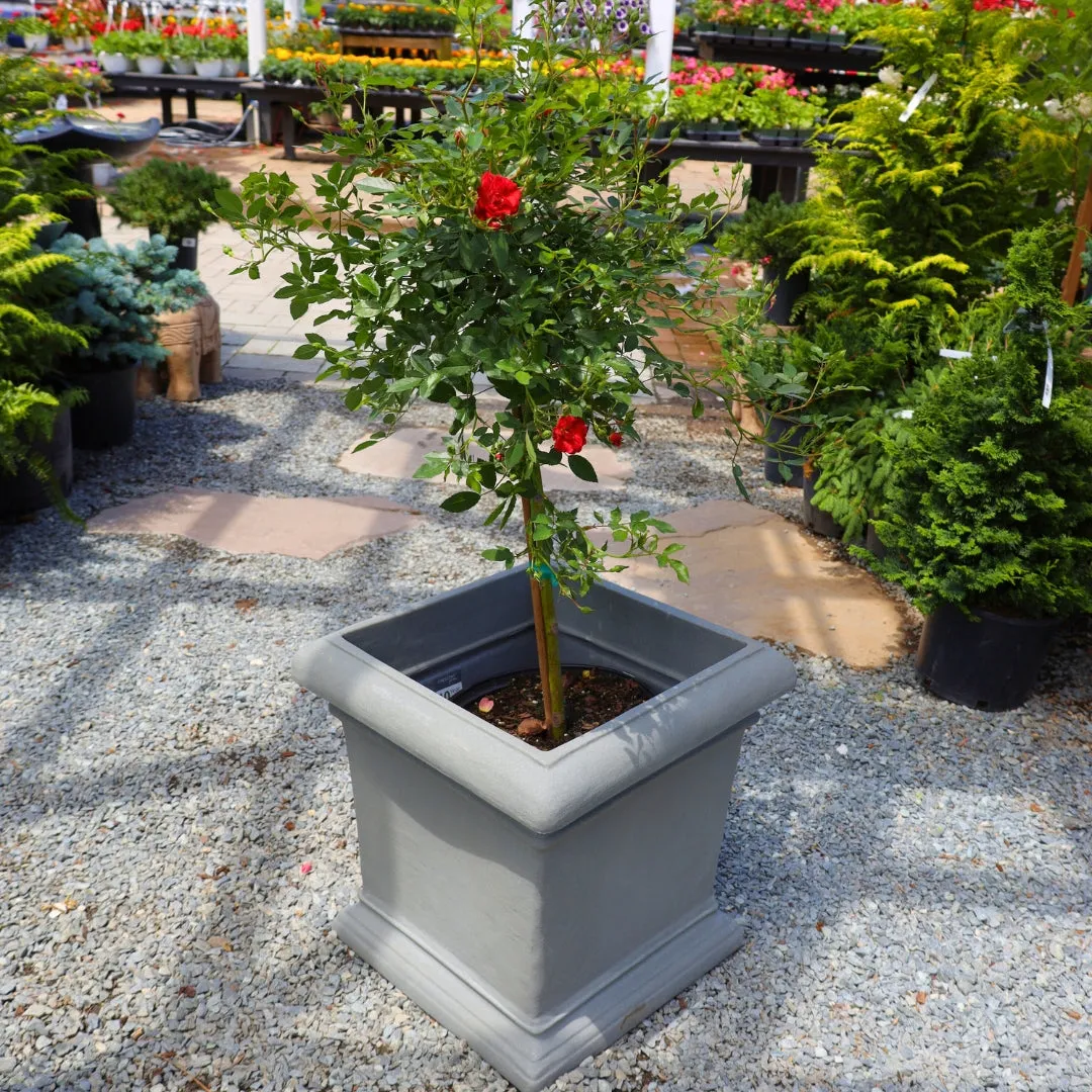 Red Drift® Rose – Tree Form