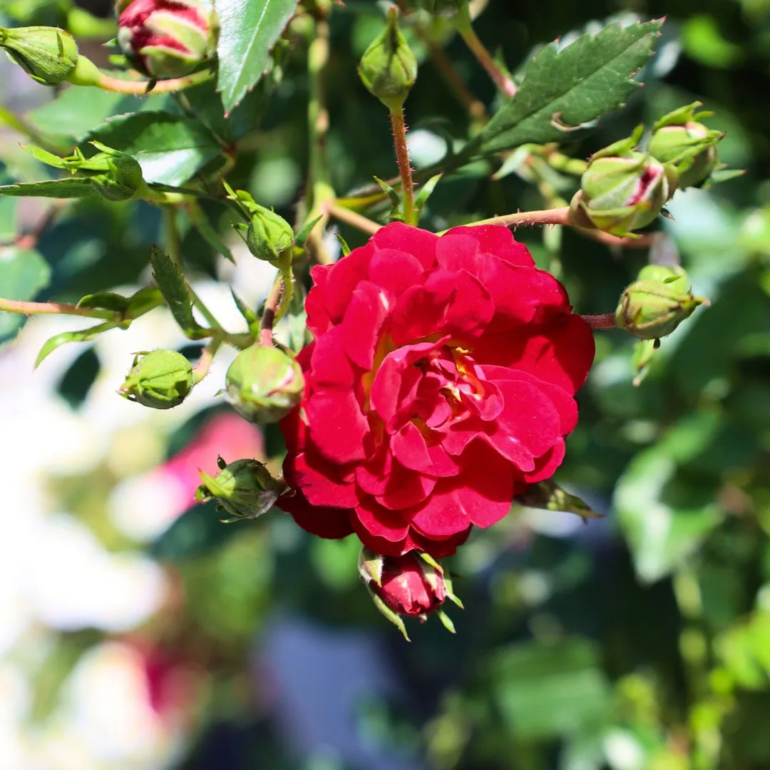 Red Drift® Rose – Tree Form